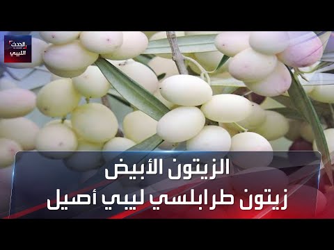 الزيتون الأبيض زيتون طرابلسي ليبي أصيل