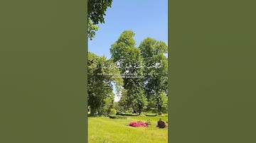 قران كريم بصوت الشيخ ياسر الدوسري سورة الحشر #قرآن #capcut #قران_كريم #foryou #funny #quran #youtube