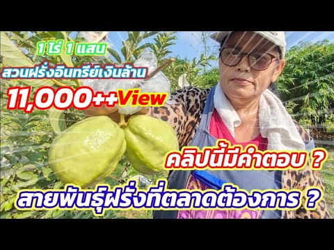 EP.85 ฝรั่งพันธุ์อะไรที่ตลาดต้องการมากที่สุดในเวลานี้ ฝรั่งเงินล้าน 1ไร่1แสน | ไร่คำกวีเกษตรอินทรีย์