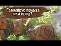 КОРМЛЕНИЕ УЛИТОК ГАММАРУСОМ | ПЕРЕЕЗД 2 ЧАСТЬ