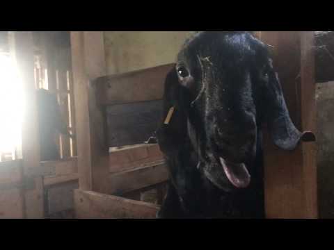 funny-crazy-billy-goat-mmatador