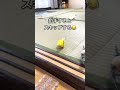 雀のようにスキップするインコちゃぴ♂〜新技覚えたよ〜　#shorts #インコまるけ #インコ #セキセイインコ