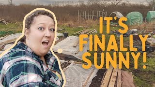 Unbelievable Sunshine! 🌼 Witness My Allotment's Amazing Change | Finally Here!