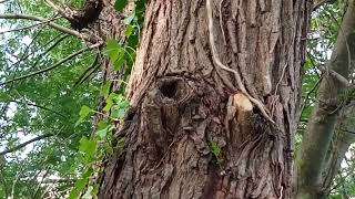 Blue Tit entering nest hole in Willow on Brook Meadow