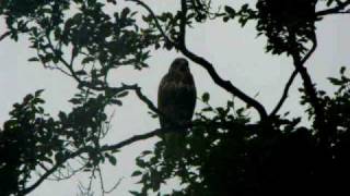 buzzard east kilbride  chunky