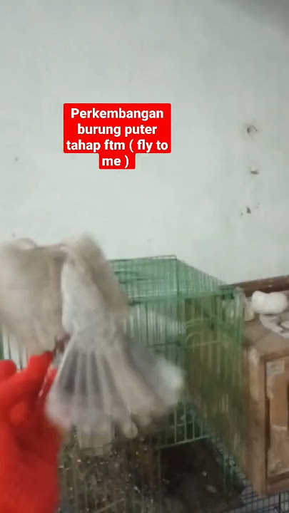 Download lagu turtle dove learns Fly To Me #turtledove #shorts