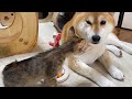 慎重すぎる子猫が自分から柴犬や先住猫に歩み寄ろうとしてくれました！