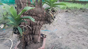 ghép lũa lan ngọc điểm thái