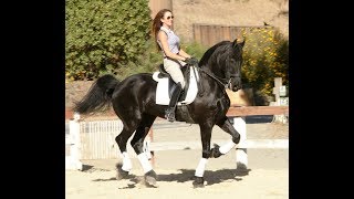 Friesian Horses for sale at blacksterlingfriesians.com. Friesian for sale!