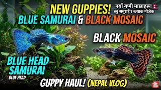 I bought Black Moscow and Blue head samurai guppies in Nepal 🇳🇵 