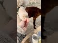My się częstujemy #alpakitotu #wojtkowyje #alpaca #gorzowwielkopolski #zachodniopomorskie #funny