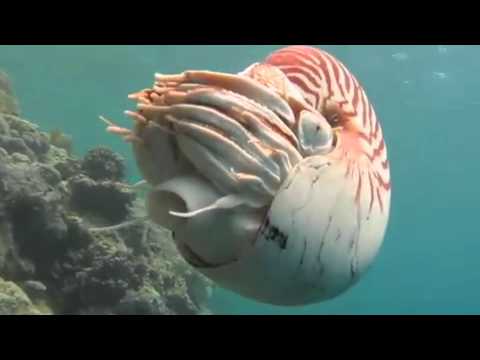 The Chambered Nautilus   5