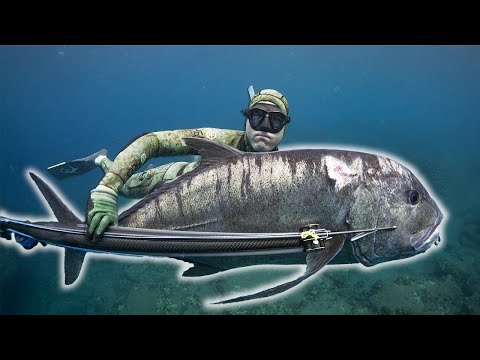 Spearfishing Hawaii for Ulua and Uku with My New Speargun