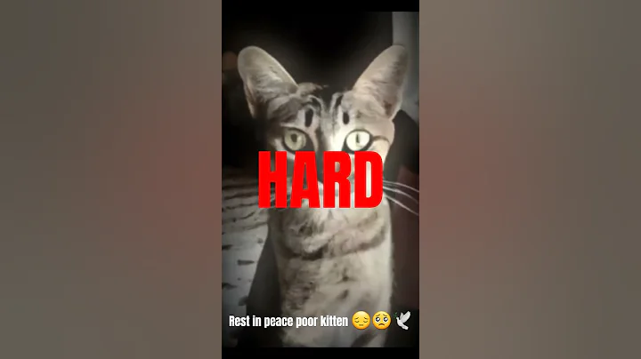 It's just a cat in Blender.