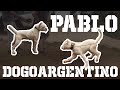 Dogo Argentino Pablo Çok Güçlü