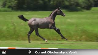 Filly Ratina Rm Cornet Obolensky X Verdi