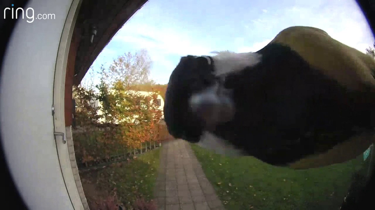 Bird Knocking on Ring Doorbell Camera YouTube