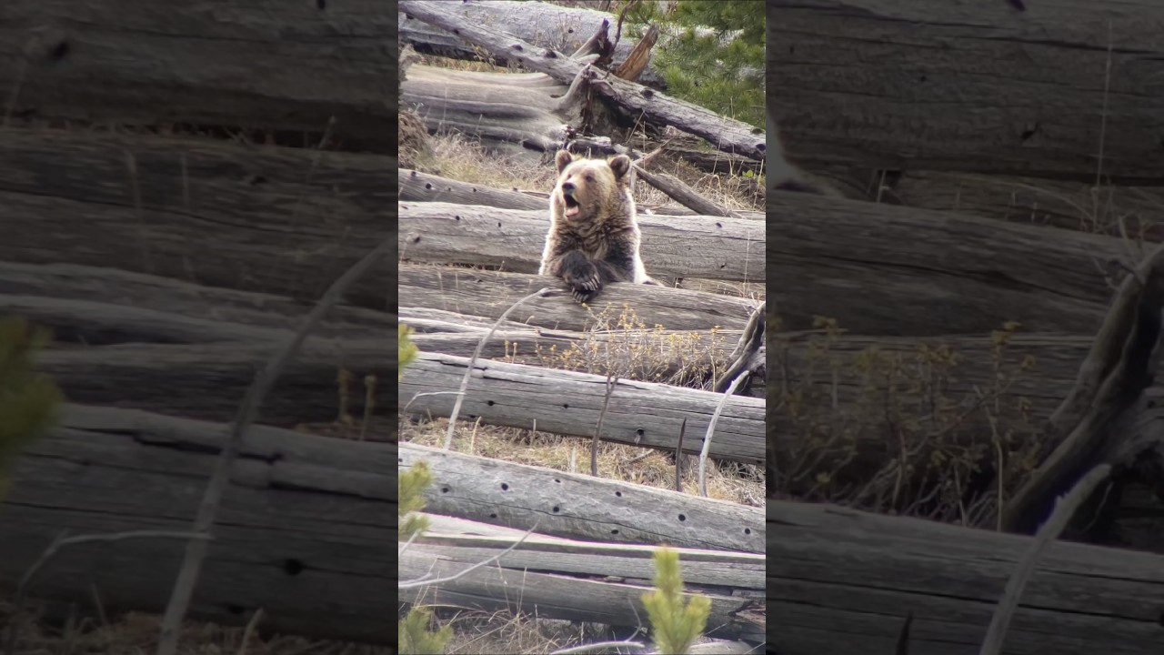 A grizzly yawn 🥱 🐻 #yellowstonenationalpark #grizzly #grizzlybear #bear #wildlife #wildlifeshorts