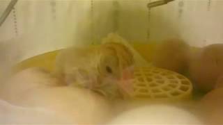 Вылупление цыпленка в домашнем инкубаторе
