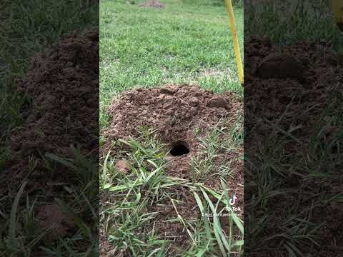 How to find the tunnel to set a GopherHawk gopher trap