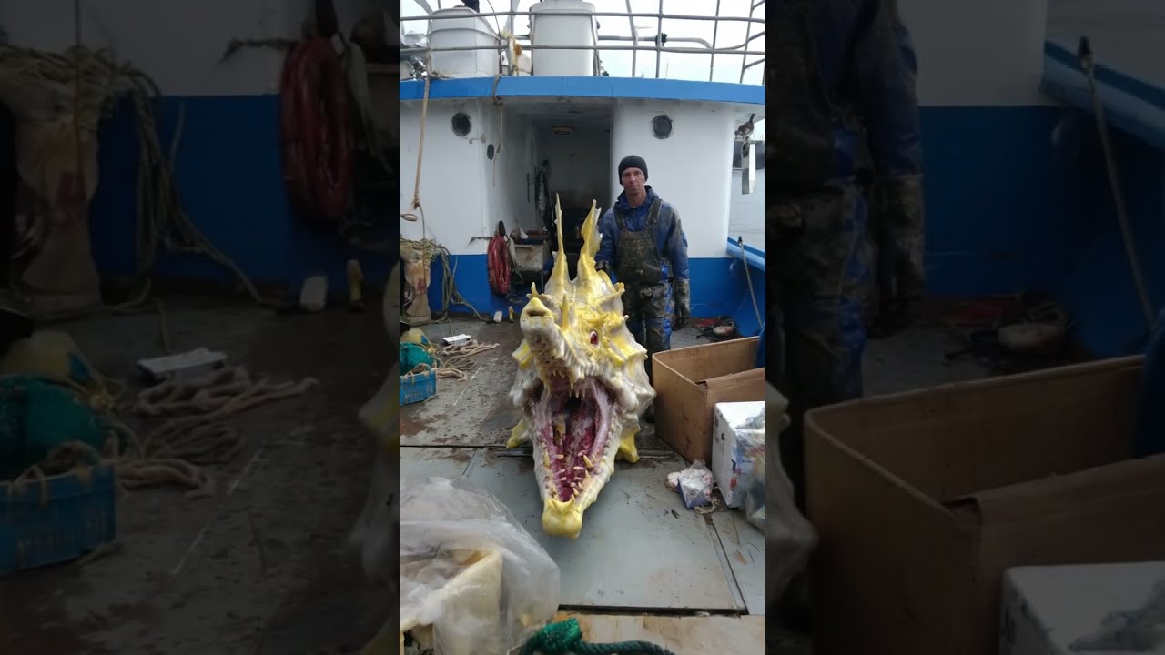  Giant Seahorse Caught On Camera