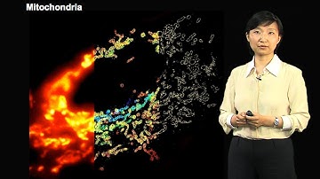 Xiaowei Zhuang (Harvard/HHMI) Part 1: Super-Resolution Fluorescence Microscopy