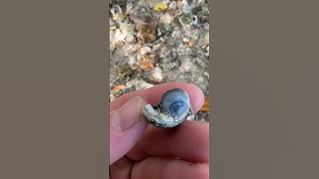 Can you find the Ancient Coral Fossil? 👀🪸 #fossils #rocks #geology #shorts