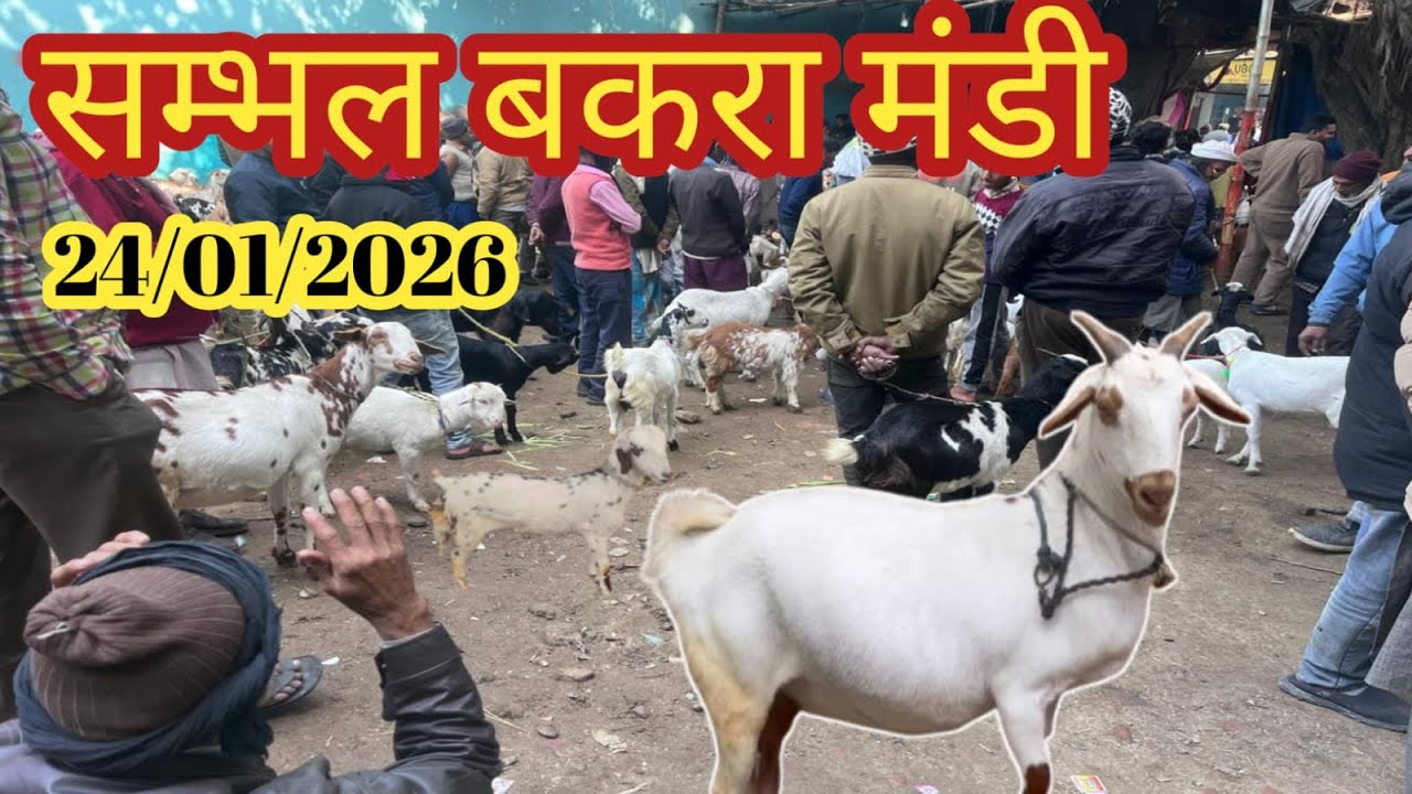Sambhal bakra mandi ll 24/01/2026 ll Saratarin bakra mandi Live update ll Sambhal UP ll 