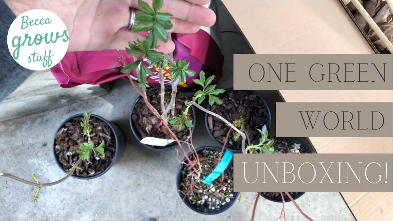 One Green World UNBOXING! - YouTube