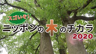 スゴいぞ！ニッポンの木のチカラ 2020　全編
