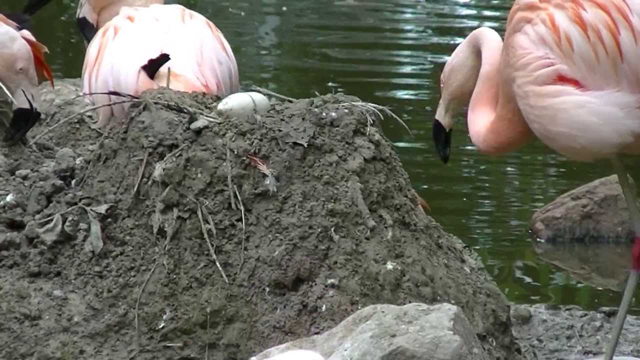 Flamingo Egg Hatching Denver Zoo? - YouTube