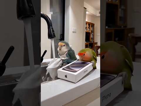 關於一隻認真洗碗的小鳥，收到男友送的「iPhone 18」這檔事… When a hardworking bird gets an "iPhone 18"🤐🐦