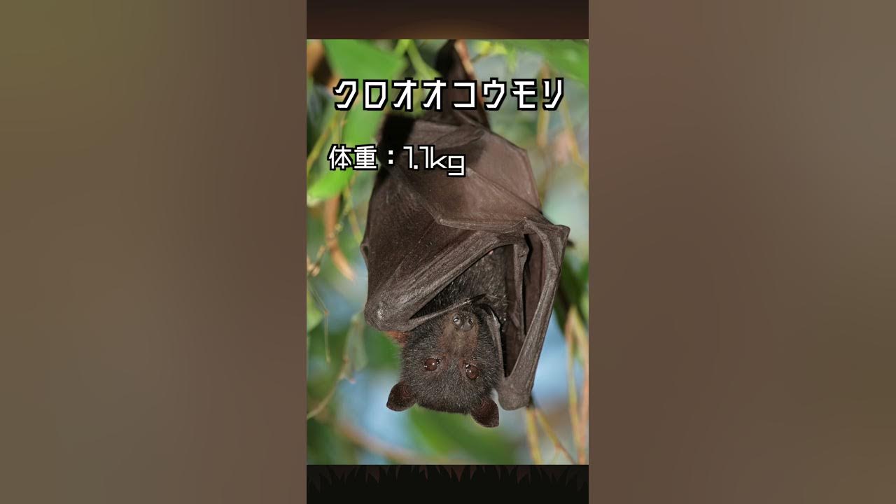 翼幅2m弱 世界最大のコウモリ Shorts クロオオコウモリ Youtube