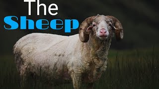 No Copyright Free Stock Videos Copyright Free Video The Sheep