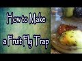 How to Make a Fruit Fly Trap