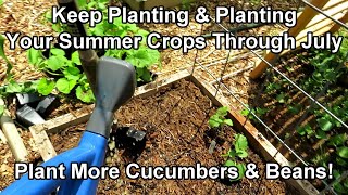 The Basic Setup  for Planting Cucumbers & Beans in July: Summer Crops to Keep Planting & Planting