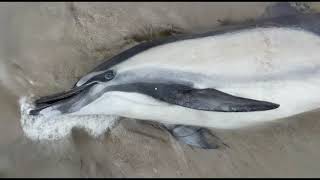 Dead Dolphin 3D Scan