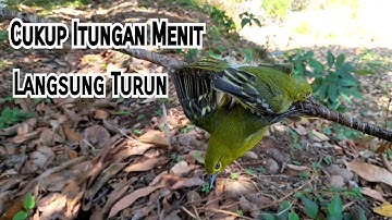 Trik Jitu Pikat Burung Sirtu/Cipoh Biar Cepat Turun||Coba Pakai Mp3 Andalan Akm.Channel||100% Ampuh