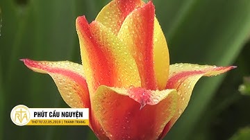 Phút Cầu Nguyện, Thứ Tư 22/05/2019:  Giúp Đỡ Tha Nhân