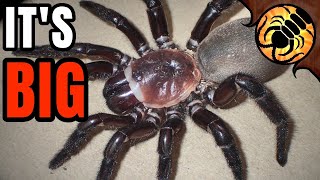 New GIANT Trapdoor Spider Discovered in Australia