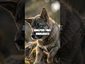 Request Clarification for Game Choice