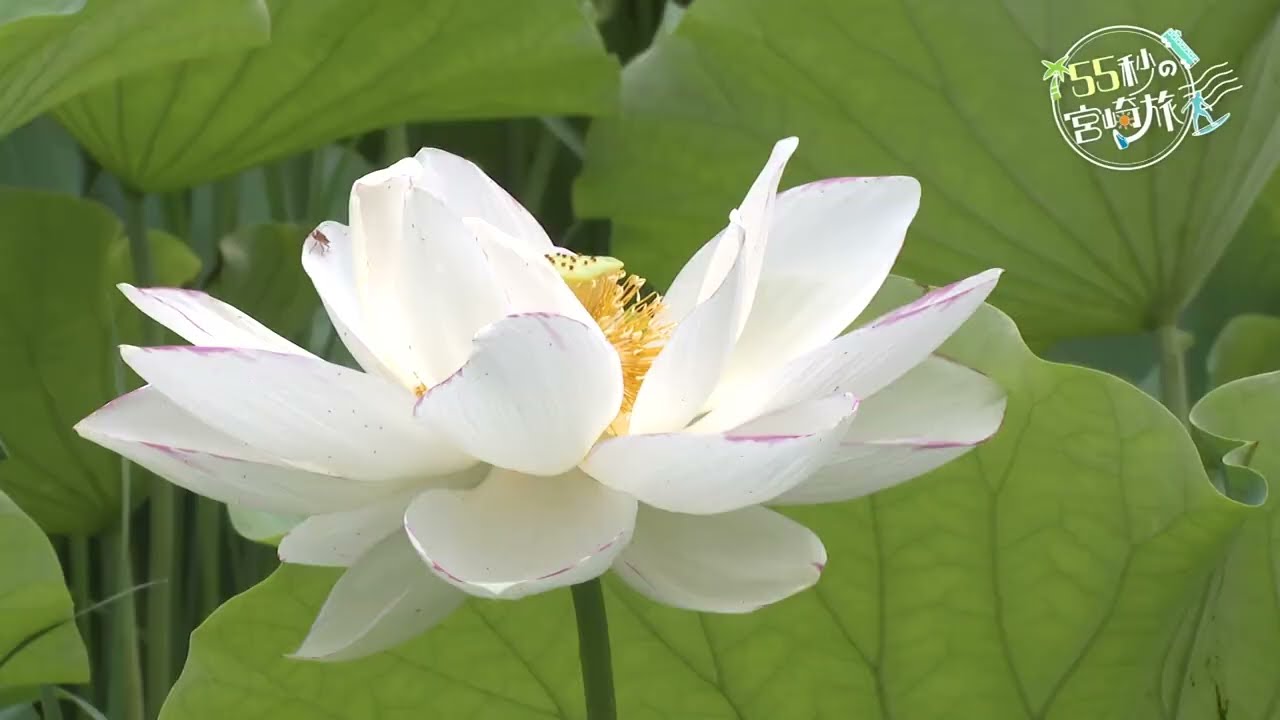 新富町の「ハス」と「レンコン」 - YouTube