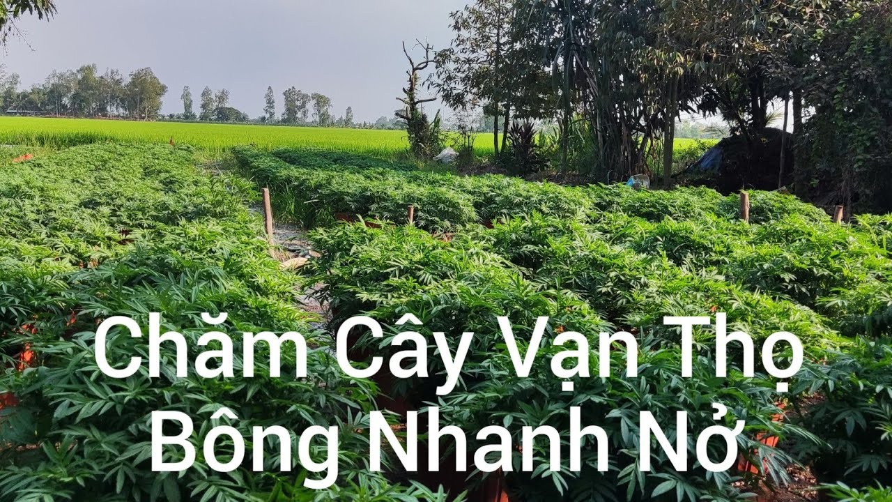 Kỹ Thuật Kéo Bông Vạn Thọ Nhanh Nở Dân Nghiệp Dư Đúng Dịp Tết 