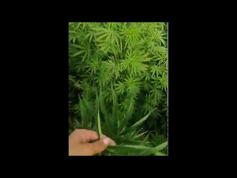 المريخوانا من قلب كتامة الزطلة