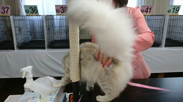 Watch the video about Marinday Melek Montserrat Silver Patched Mackerel Tabby Turkish Angora Female 8 months