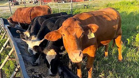 Grain Feeding Steers on Pasture for Butchering