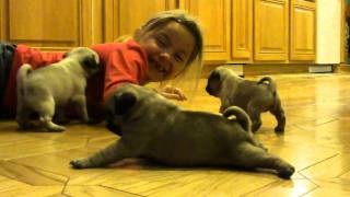 Adorable baby pugs