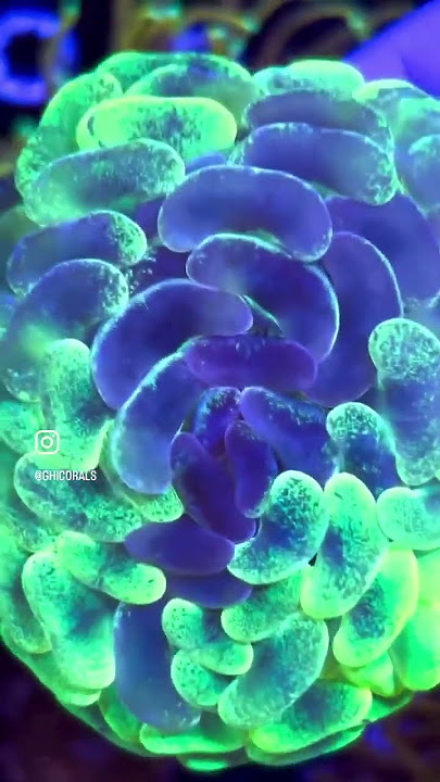 Who doesn’t love a thicc splatter hammer? 🔨 🫨 #corals #reef #saltwateraquarium