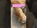 Feeding hungry street dog 🐕 #dog #streetdog #puppy #feeding #humanity #fypシ #viral