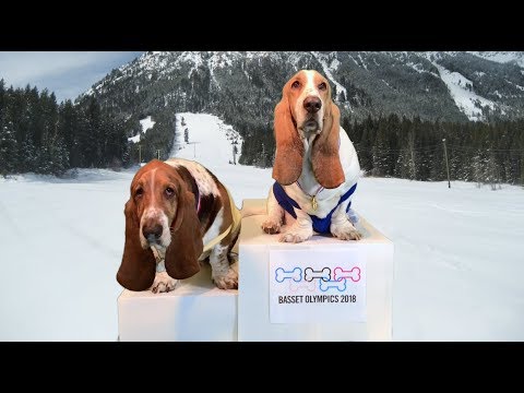 pyeongchang tofu house berkeley basset olympics III